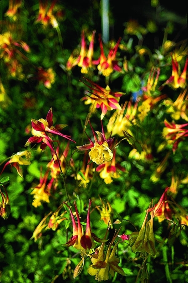 Image of Aquilegia 'Blazing Star'|Juniper Level Botanic Gdn, NC|JLBG