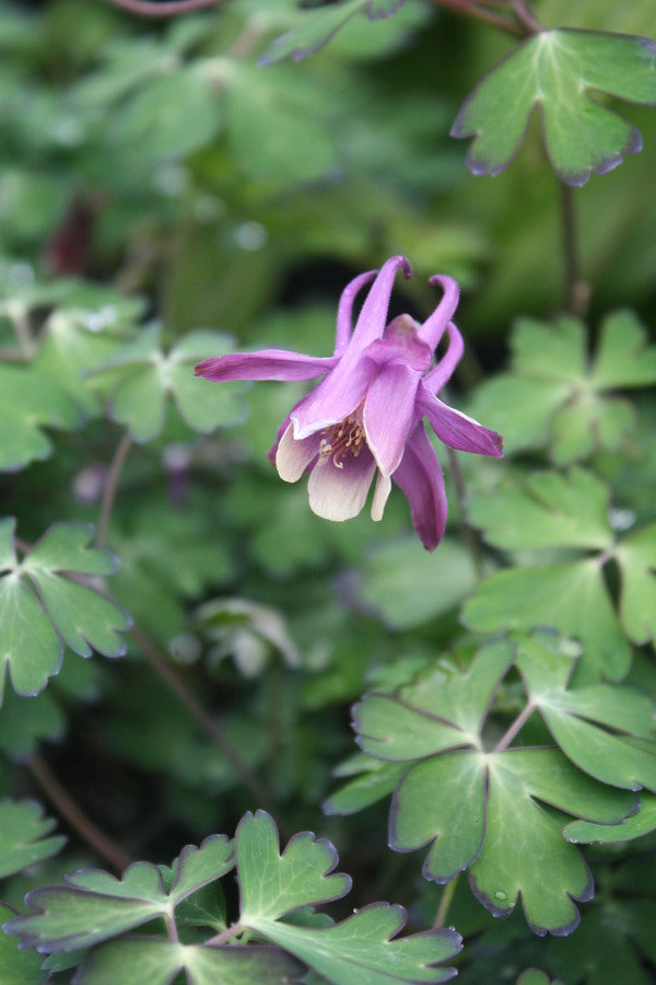 Image of Aquilegia rockii BSWJ 7965|Juniper Level Botanic Gdn, NC|JLBG