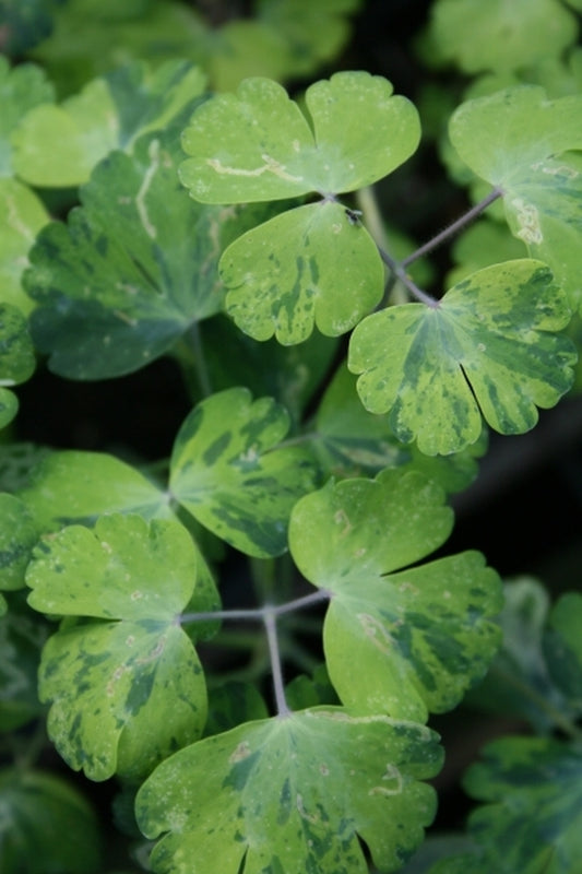 Image of Aquilegia vulgaris 'Leprechaun Gold'|Juniper Level Botanic Gdn, NC|JLBG