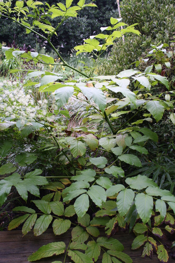 Image of Aralia californicataken at Juniper Level Botanic Gdn, NC by JLBG