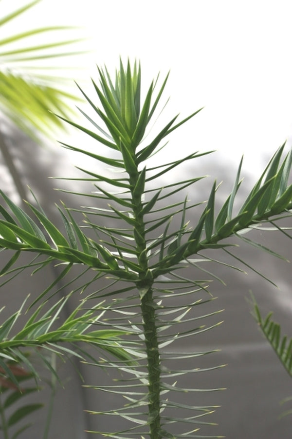 Image of Araucaria araucana x angustifolia F2|Juniper Level Botanic Gdn, NC|JLBG
