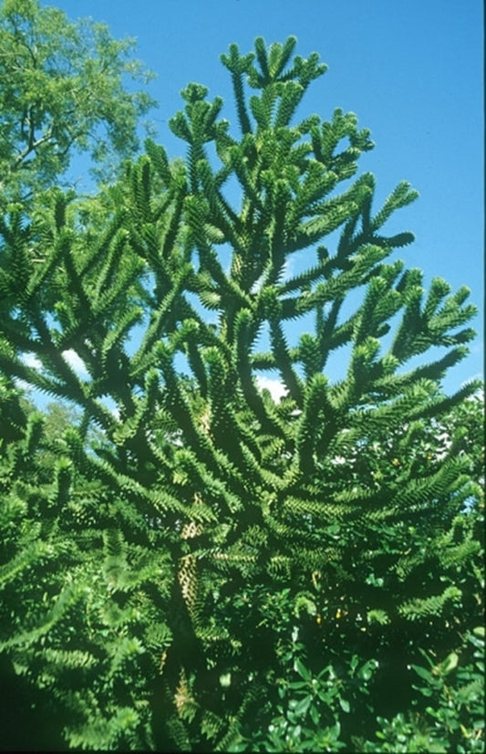 Image of Araucaria araucana|Juniper Level Botanic Gdn, NC|JLBG