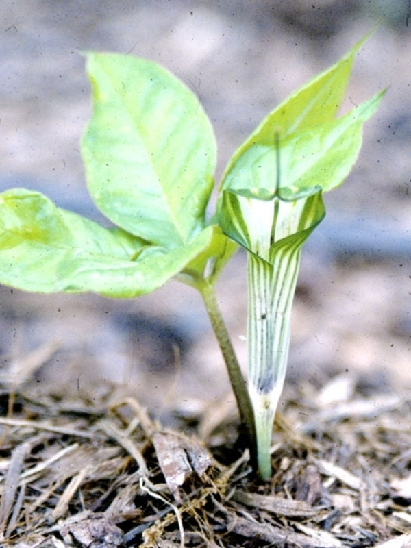 Image of Arisaema barnesii|Juniper Level Botanic Gdn, NC|JLBG