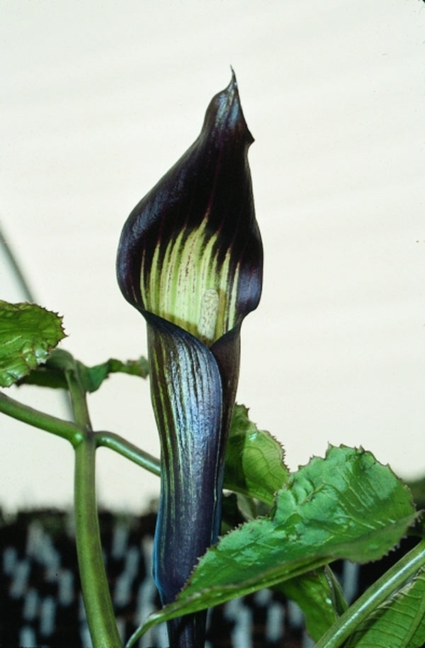 Image of Arisaema engleri|Juniper Level Botanic Gdn, NC|JLBG