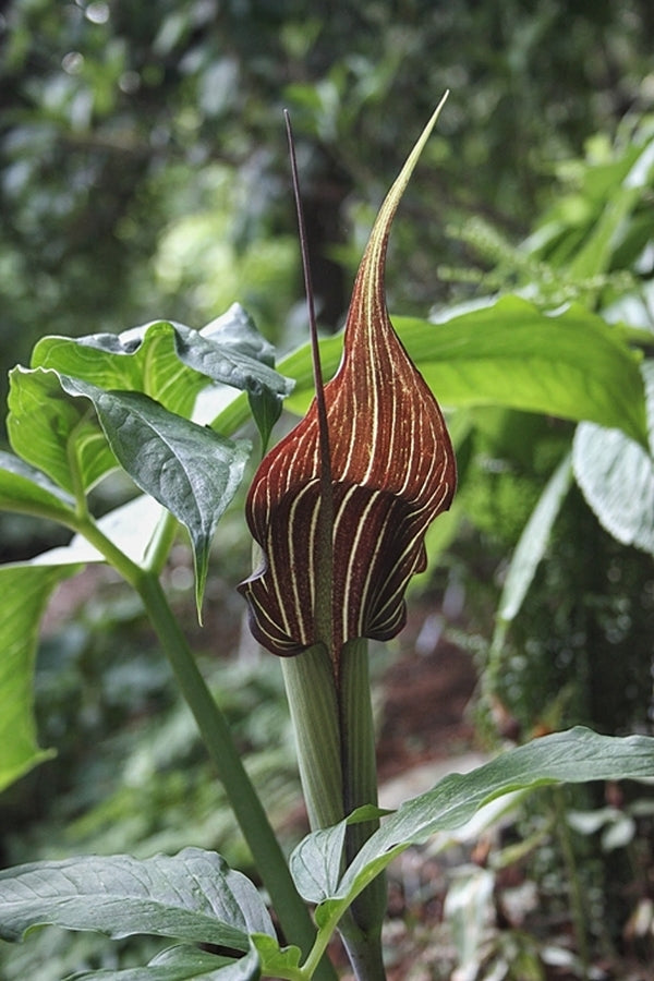 Image of Arisaema x fargophyllum 'Crossing Over'|Juniper Level Botanic Gdn, NC|JLBG