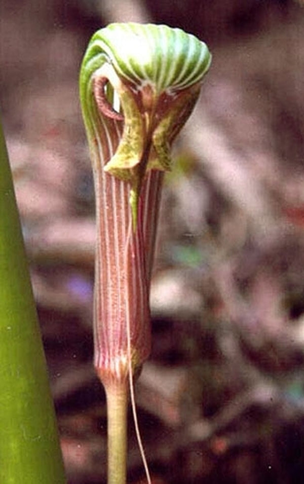 Image of Arisaema galeatum|Pradhan Gdn, India|S. Pradhan