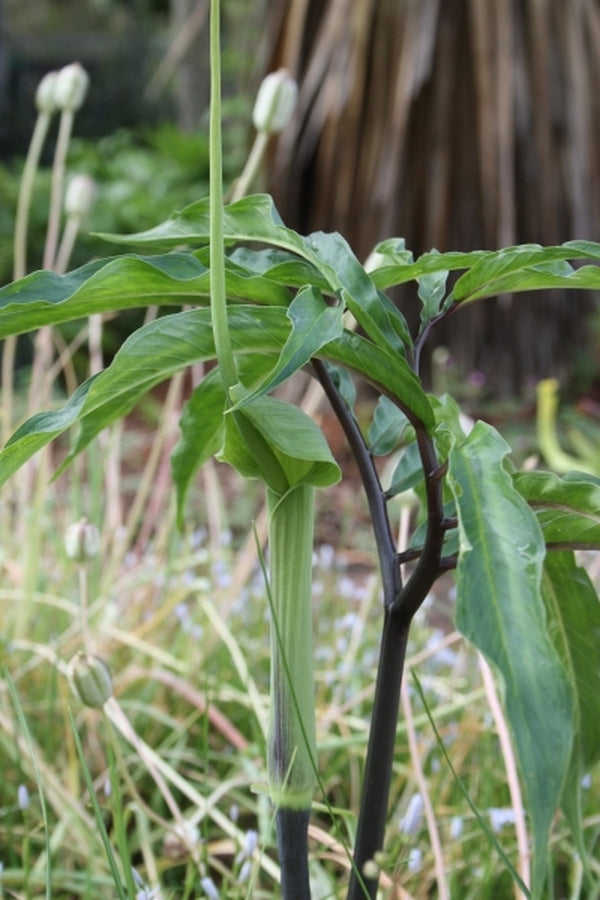 Image of Arisaema heterophyllum 'Baguo'|Juniper Level Botanic Gdn, NC|JLBG