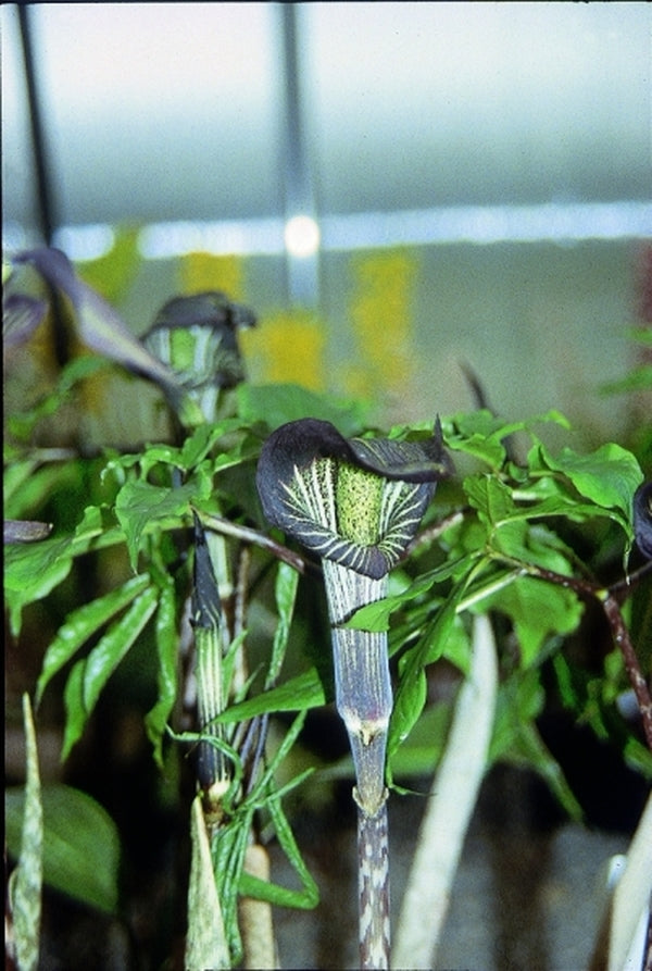 Image of Arisaema iyoanum var. nakaianum|B. Yinger Gdn, PA|