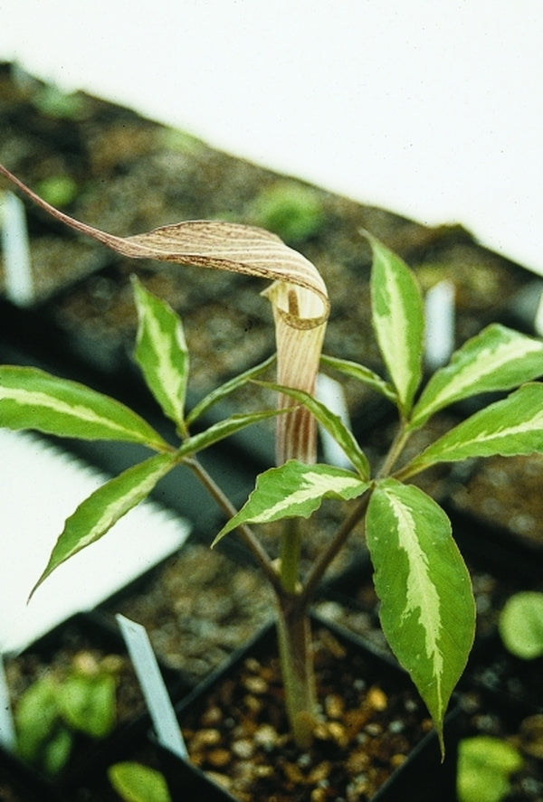 Image of Arisaema kishidae 'Jack Frost'|Juniper Level Botanic Gdn, NC|JLBG