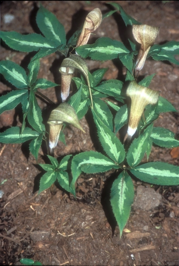 Image of Arisaema kishidae 'Jack Frost'|Juniper Level Botanic Gdn, NC|JLBG