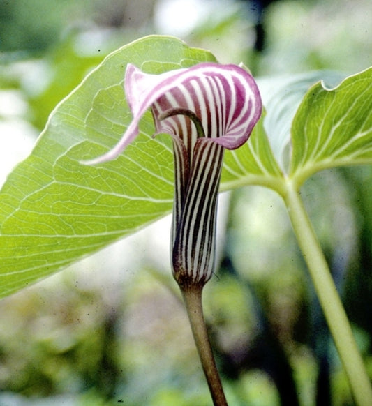 Image of Arisaema lichiangense|Juniper Level Botanic Gdn, NC|JLBG