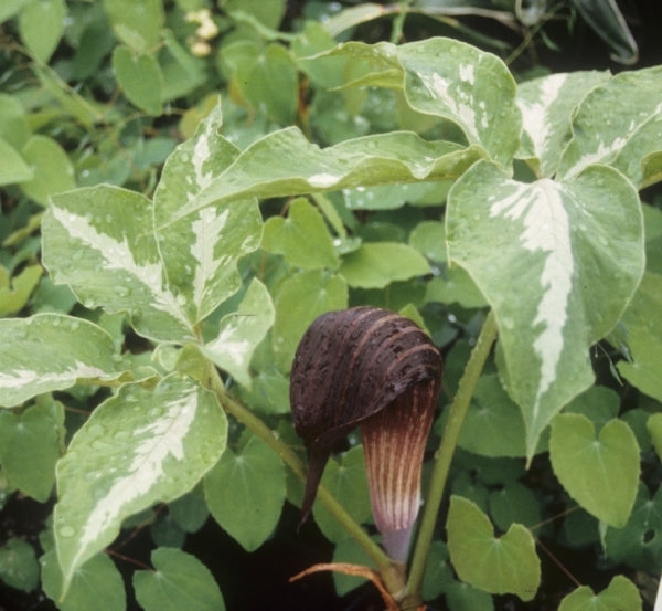 Image of Arisaema sazensoo Silver Center|Juniper Level Botanic Gdn, NC|JLBG