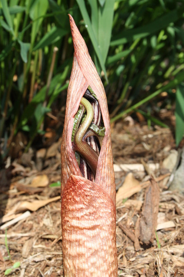 Image of Arisaema sazensoo|Juniper Level Botanic Gdn, NC|JLBG