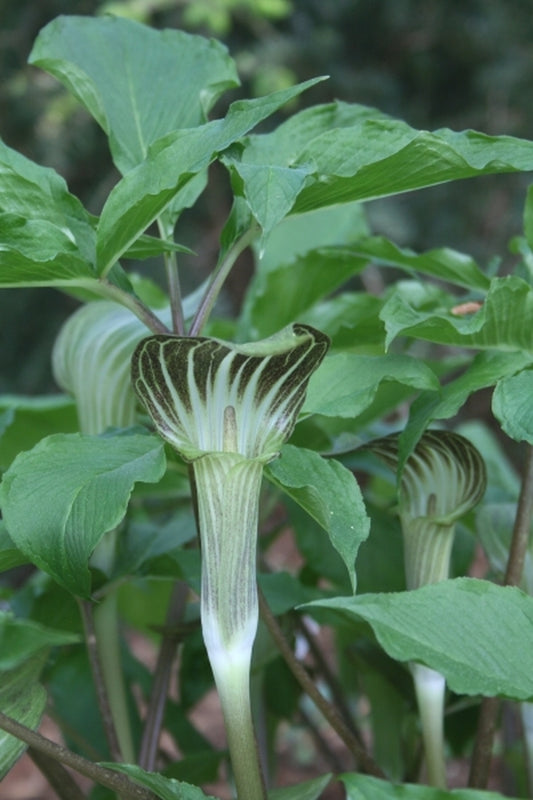 Image of Arisaema serratum Mt. Fuji Form|Juniper Level Botanic Gdn, NC|JLBG