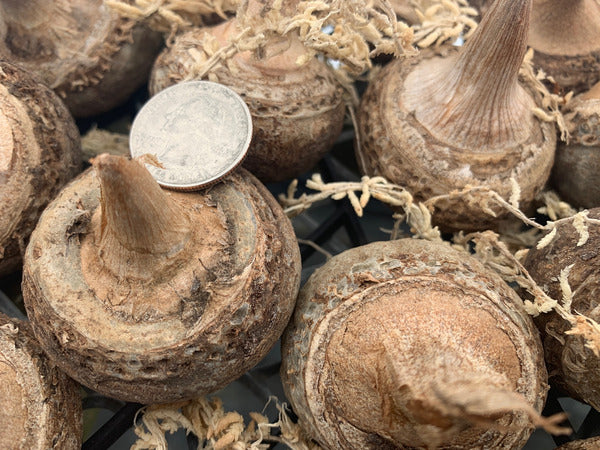 Image of Arisaema serratum var. mayebarae|Juniper Level Botanic Gdn, NC|C. Hardison