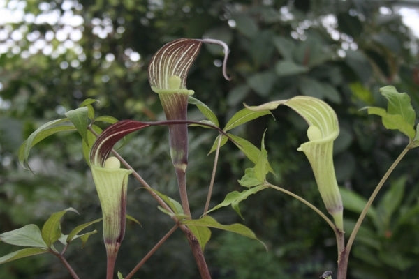 Image of Arisaema sikokianum x tosaense|Japan|T. Izumi