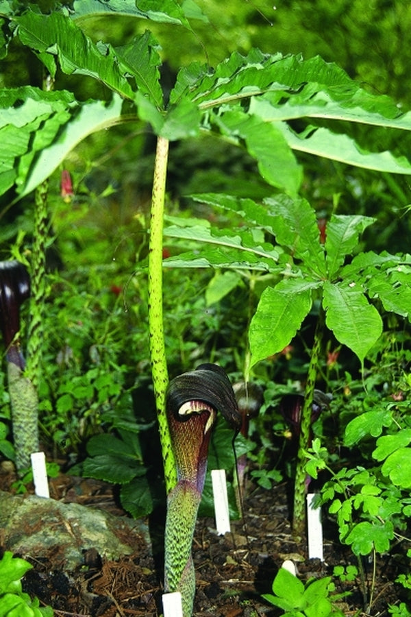 Image of Arisaema taiwanense|Juniper Level Botanic Gdn, NC|JLBG