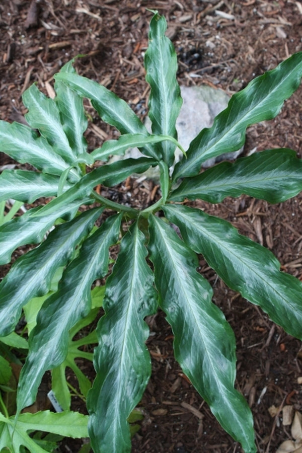 Image of Arisaema thunbergii ssp. urashima Silver Center||