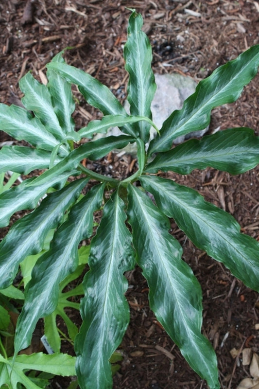 Image of Arisaema thunbergii ssp. urashima Silver Center||