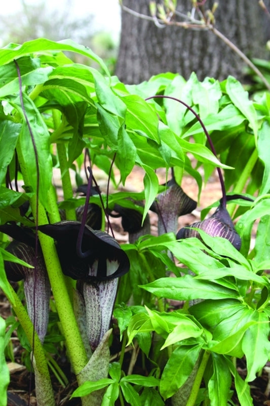 Image of Arisaema thunbergii ssp. urashima|Juniper Level Botanic Gdn, NC|JLBG