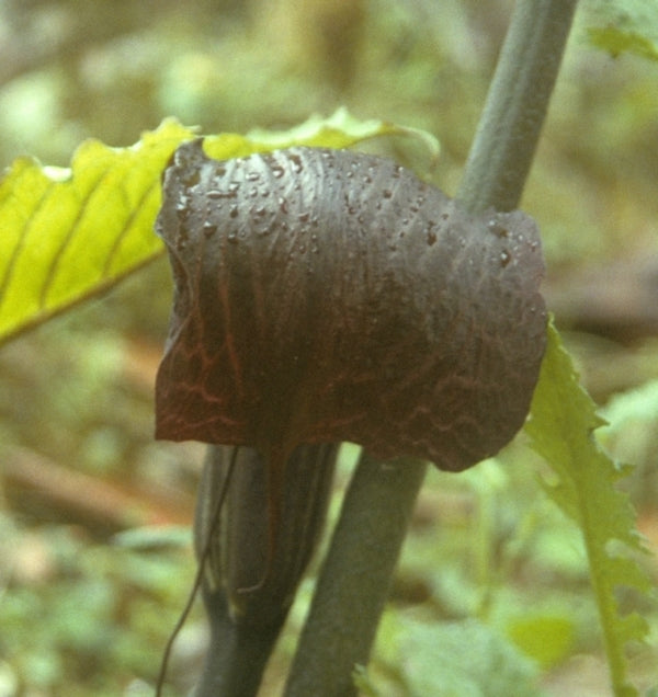 Image of Arisaema utile|Pradhan Gdn, India|S. Pradhan