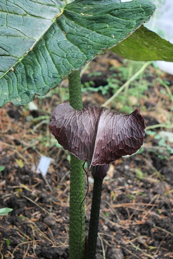 Image of Arisaema utile|Goteborg BG, Sweden|