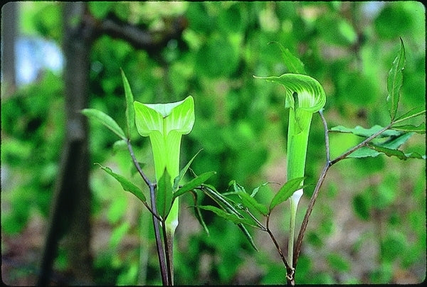 Image of Arisaema yamatense|B. Yinger Gdn, PA|B. Yinger
