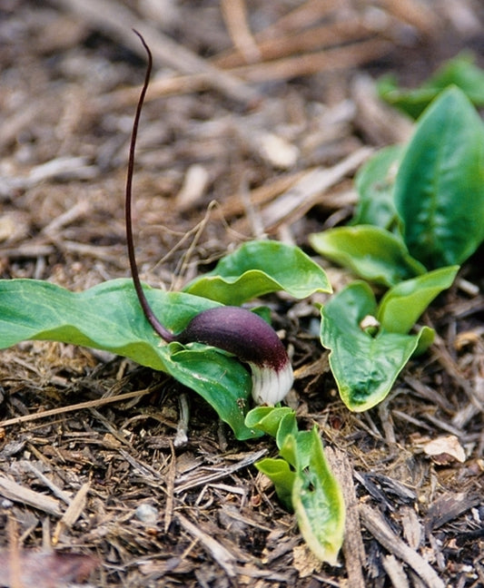 Image of Arisarum proboscideum|Juniper Level Botanic Gdn, NC|JLBG