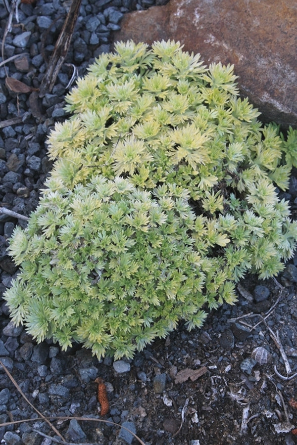 Image of Artemisia schmidtiana 'Ever Goldy'||