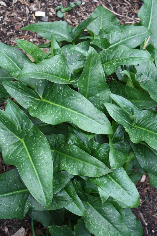 Image of Arum concinnatum 'Suspeck'|Juniper Level Botanic Gdn, NC|JLBG