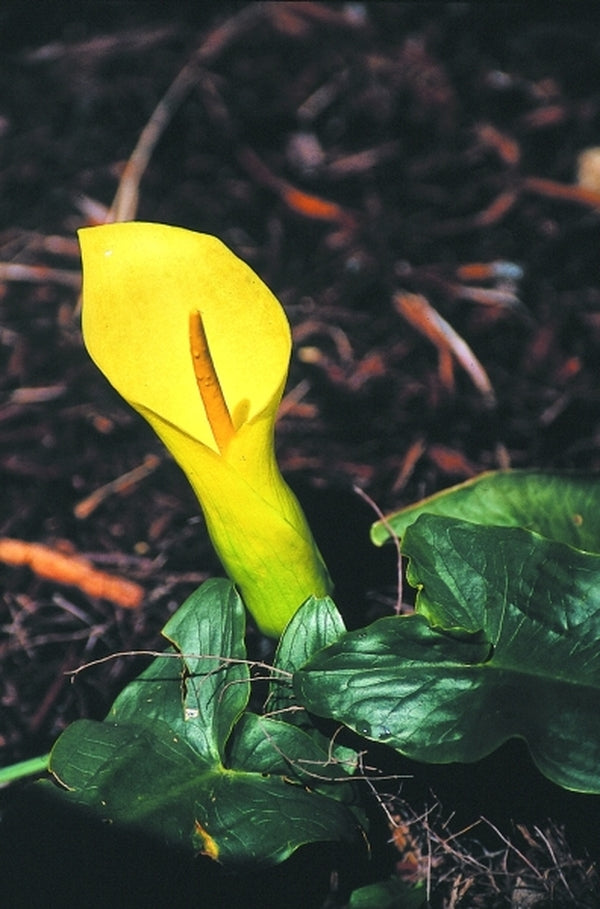 Image of Arum creticum FCC Form|Juniper Level Botanic Gdn, NC|JLBG