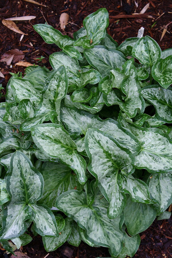 Image of Arum italicum 'Silver Cloud'|Juniper Level Botanic Gdn, NC|JLBG