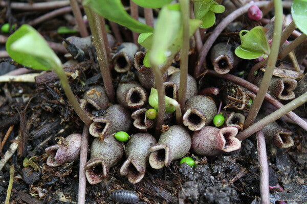 Image of Asarum arifolium 'Anise Arrow'taken at Juniper Level Botanic Gdn, NC by JLBG