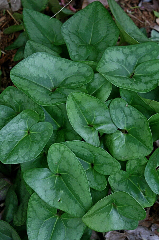 Image of Asarum arifolium 'Anise Arrow'taken at Juniper Level Botanic Gdn, NC by JLBG