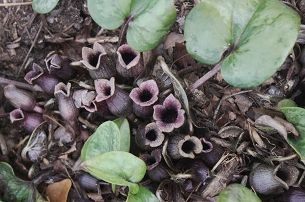 Image of Asarum arifolium 'Silver Spreader'|Juniper Level Botanic Gdn, NC|JLBG