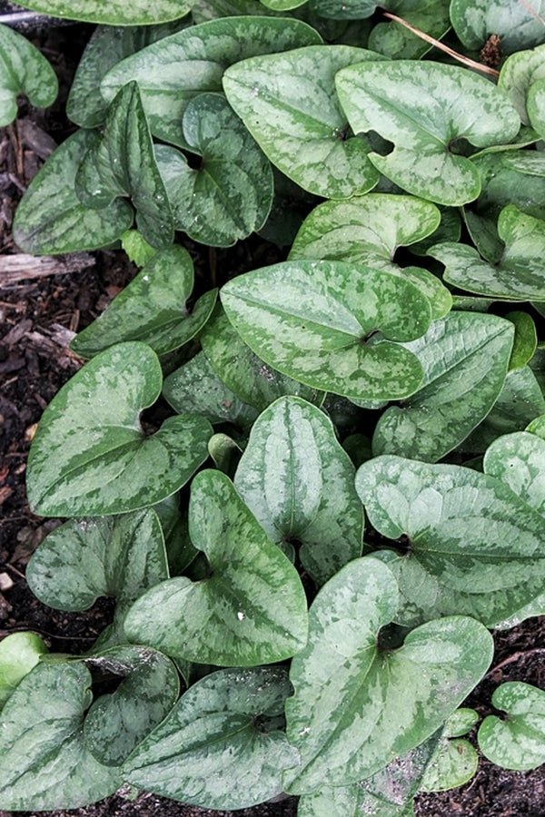 Image of Asarum arifolium 'Silver Spreader'|Juniper Level Botanic Gdn, NC|JLBG