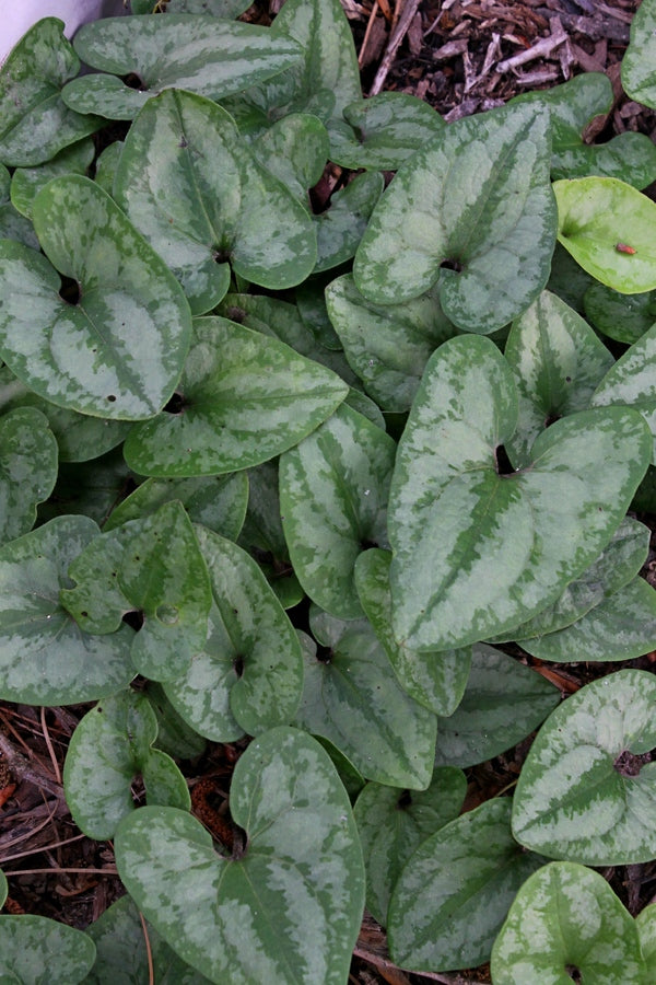 Image of Asarum arifolium 'Silver Spreader'||