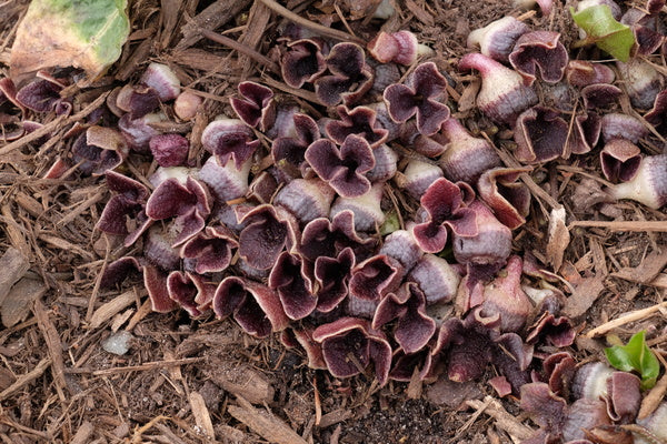 Image of Asarum asperum 'Silver Streak'taken at Juniper Level Botanic Gdn, NC by JLBG
