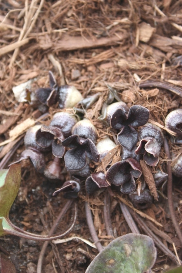 Image of Asarum asperum|Juniper Level Botanic Gdn, NC|JLBG