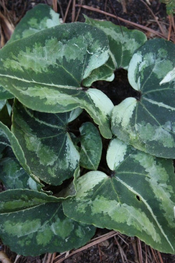 Image of Asarum asperum|Juniper Level Botanic Gdn, NC|JLBG
