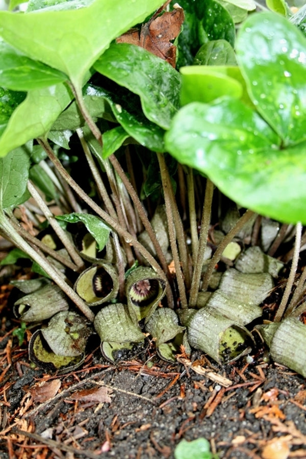 Image of Asarum campaniflorum|Juniper Level Botanic Gdn, NC|JLBG