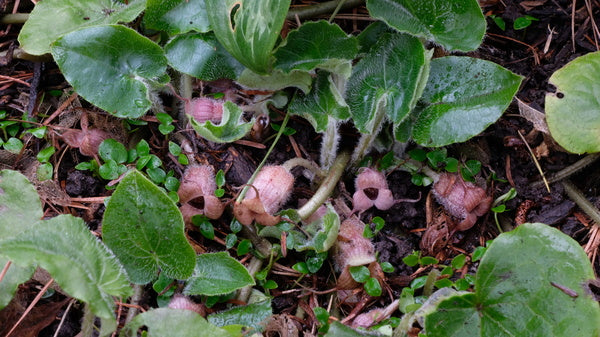 Image of Asarum caudigerellumtaken at Juniper Level Botanic Gdn, NC by JLBG