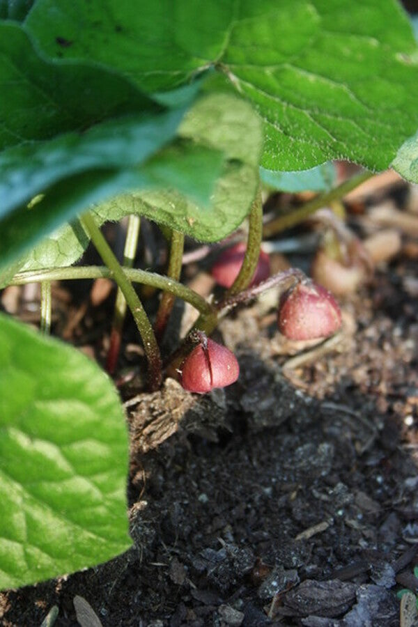 Image of Asarum caulescens 'Coveralls'|Juniper Level Botanic Gdn, NC|JLBG