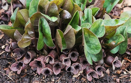 Image of Asarum forbesii 'Mercury'|Juniper Level Botanic Gdn, NC|JLBG
