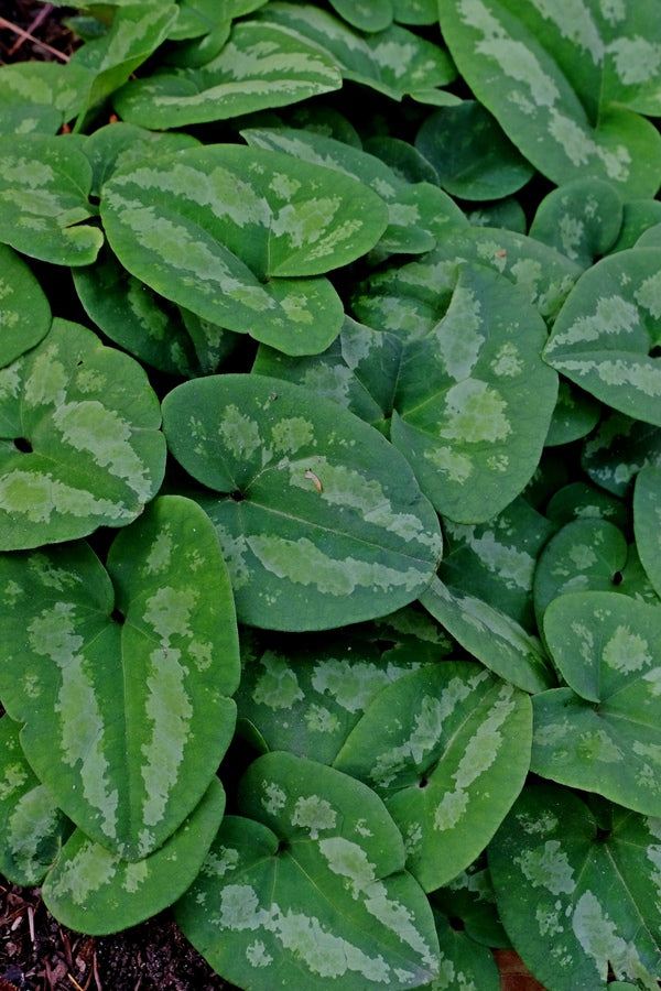Image of Asarum ichangense 'Silver Lining'||