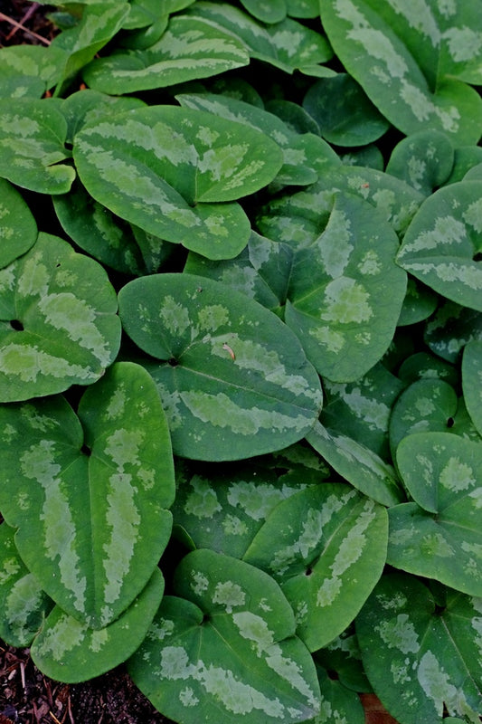 Image of Asarum ichangense 'Silver Lining'||