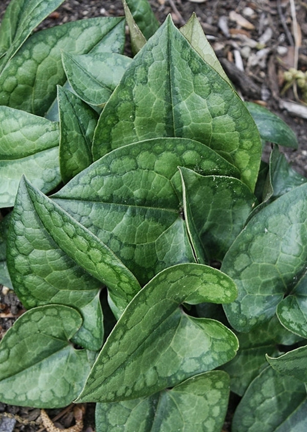 Image of Asarum inflatum 'Shanghai'taken at Juniper Level Botanic Gdn, NC by JLBG