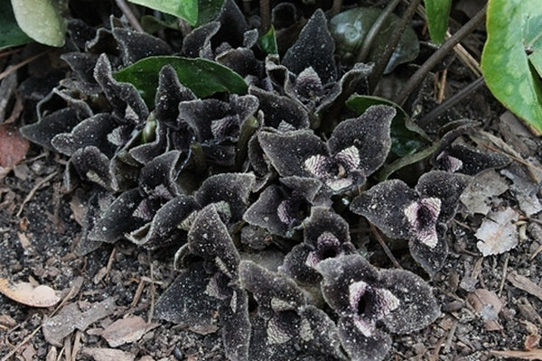 Image of Asarum inflatum 'Shanghai'taken at Juniper Level Botanic Gdn, NC by JLBG