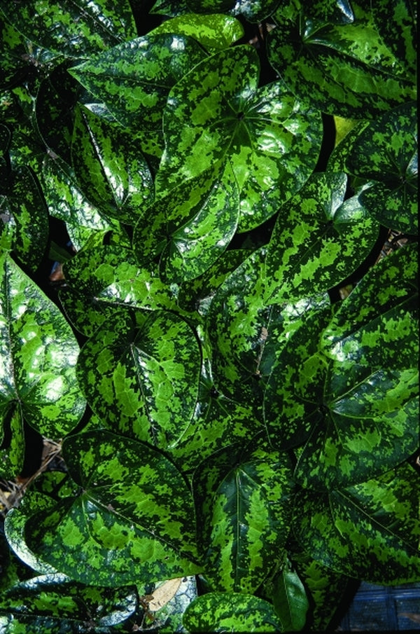 Image of Asarum kumageanum 'Frosted Jade'taken at Woodlanders Nsy, SC