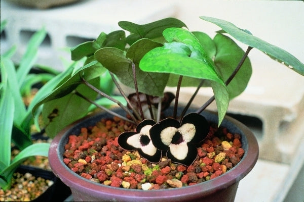 Image of Asarum maximum 'Green Panda'|B. Yinger Gdn, PA|B. Yinger